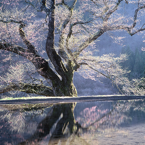 2013年春季号（No.256）