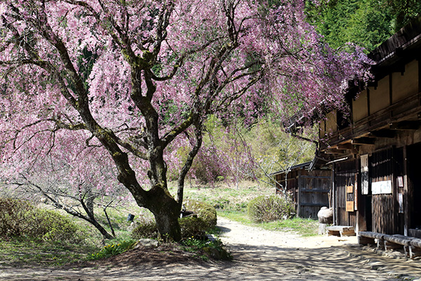 茶屋の桜