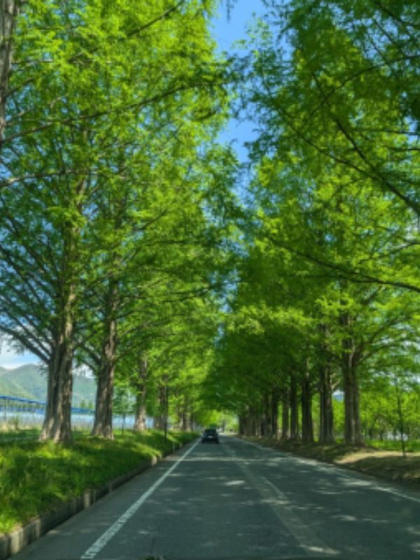 メタセコイア並木(滋賀県高島市マキノ町)